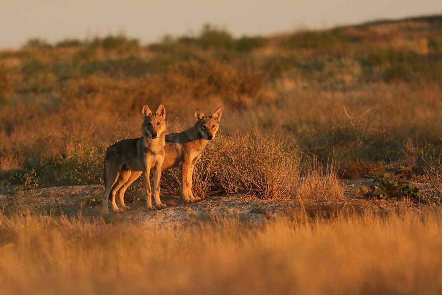 Утренние гости. Автор: Иваненко Светлана , Иваненко Светлана