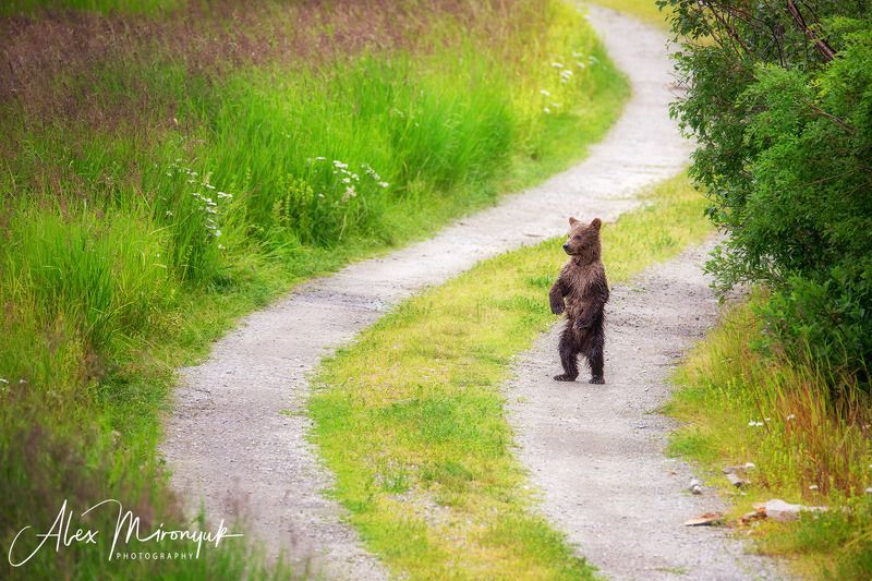 сша, аляска, медведь, гризли, рыбалка, лосось, вода, река, природа, дикая Мама, ты где?photo preview