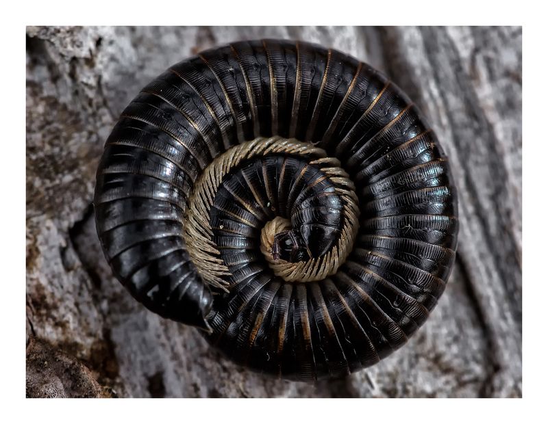 macro insects arthropod nature invertebrate miriapodophoto preview