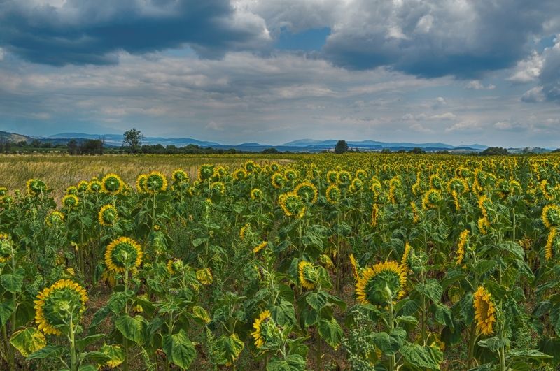 landscape sunflowers field пейзаж подсолнечника поле In Search of the Sunphoto preview