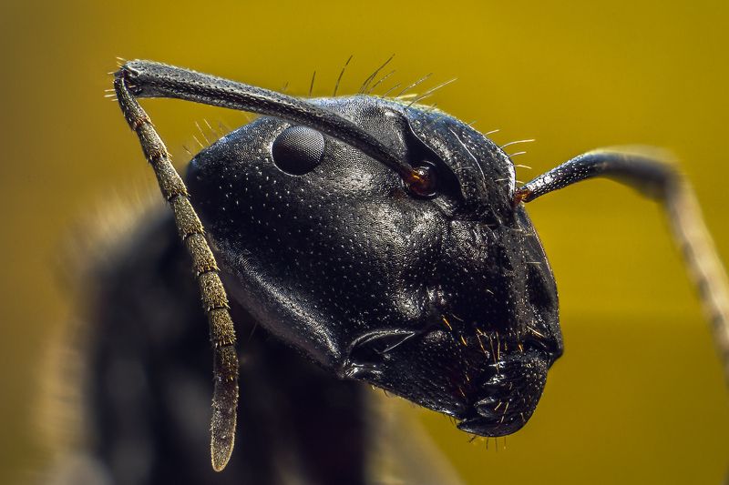 термит, насекомое, усы, макро, муравей. Термитphoto preview