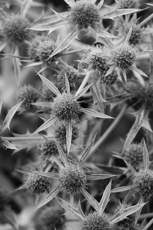 Plantas , natura, b&w,  Plantas 2photo preview