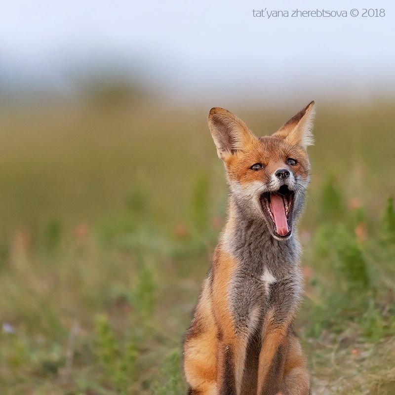 my-mriya, fox Слабо не зевнуть?photo preview