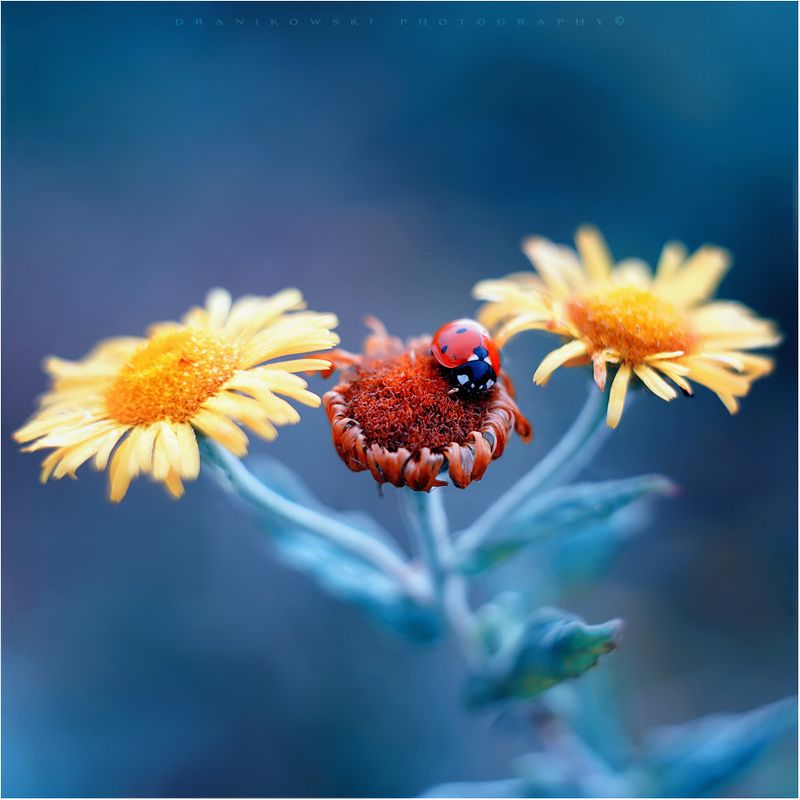 bierdonka ladybird ladybug flowers m42 bokeh natural божья коровка dranikowski helios она выбрала более уродливуюphoto preview