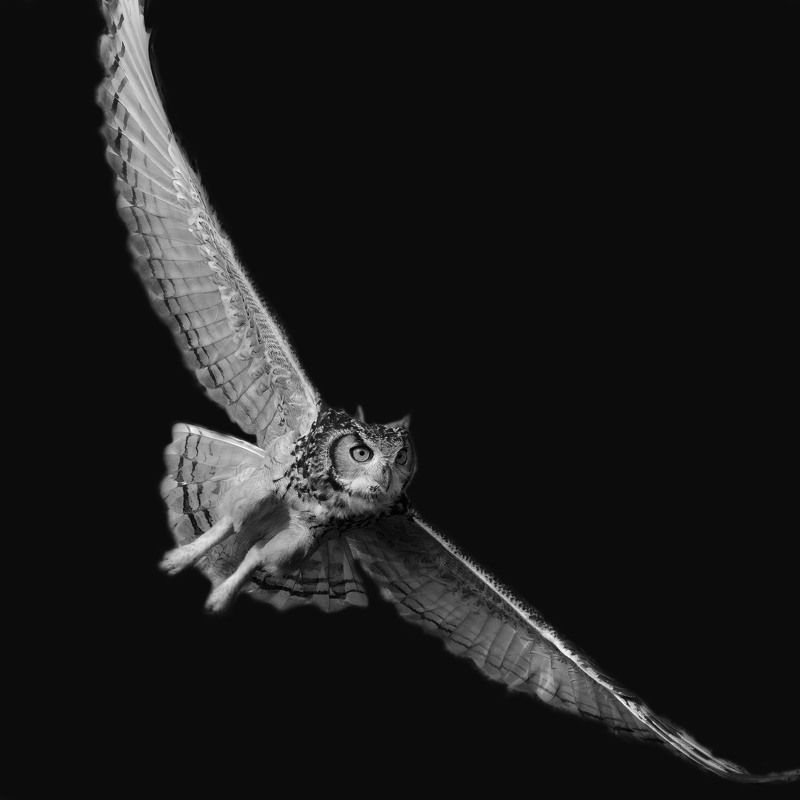 Indian Eagle Owlphoto preview