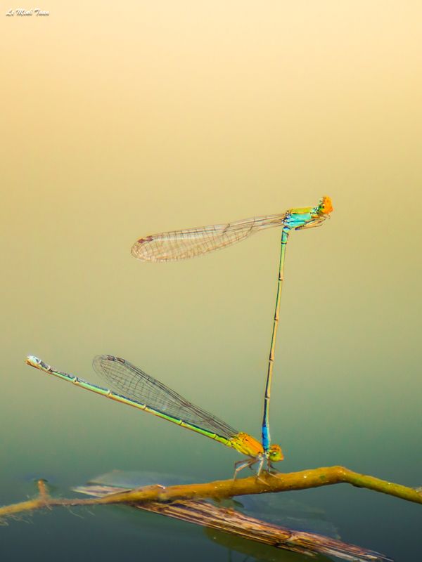 damselflies Damselfliesphoto preview