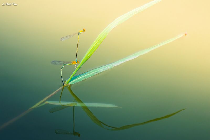 damselflies Damselfliesphoto preview