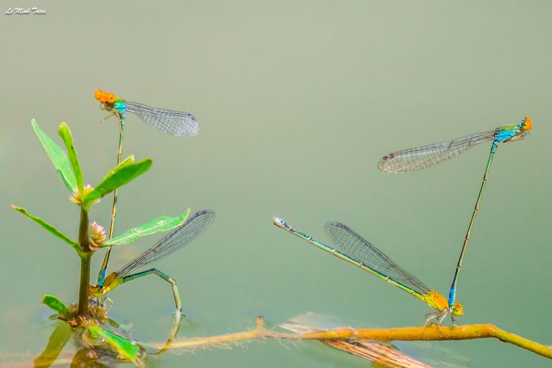 damselflies Damselfliesphoto preview