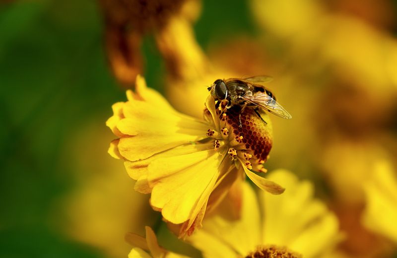 макро; пчела \