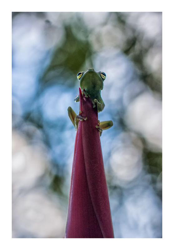 animals macro nature ranas frogs  Gustave the frogphoto preview