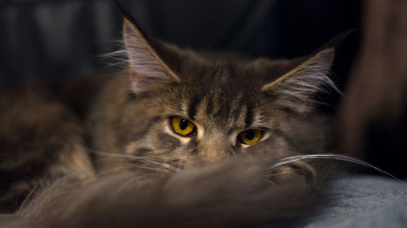 животные, котик Под присмотромphoto preview