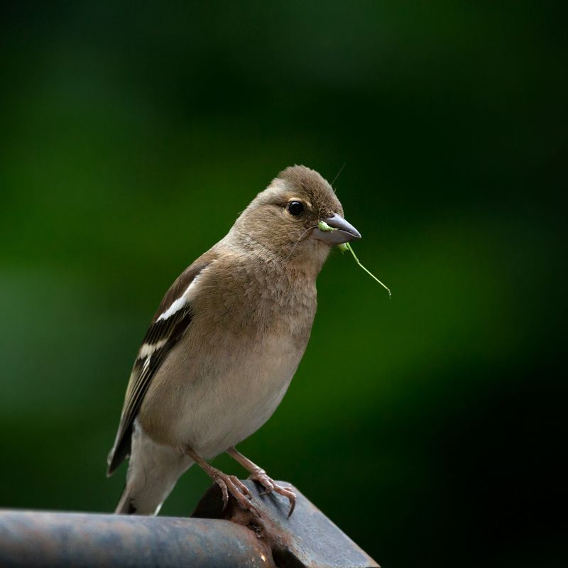 ...зелененький он былphoto preview