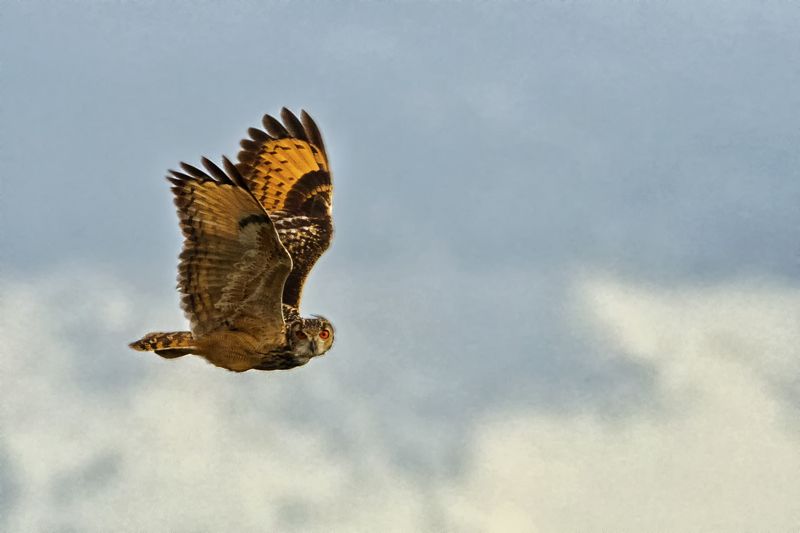 indian eagle owl Indian Eagle Owlphoto preview