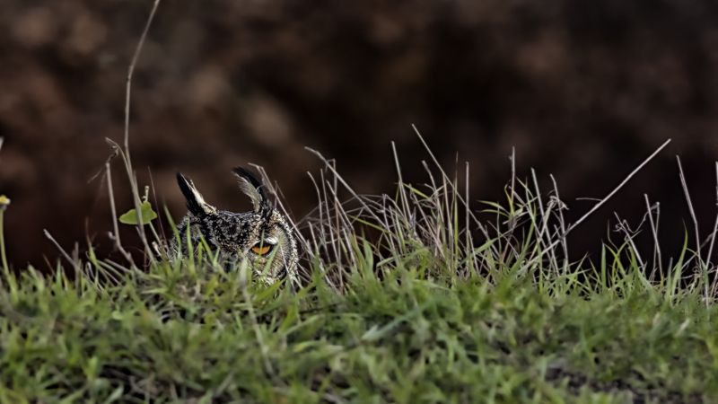 indian eagle owl Indian Eagle Owlphoto preview