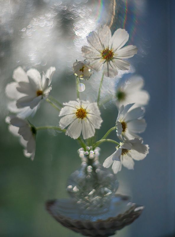 Август.photo preview