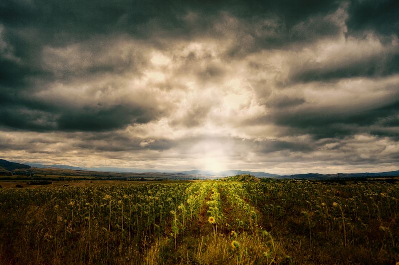 landscape sunflowers field пейзаж подсолнечника поле Onephoto preview