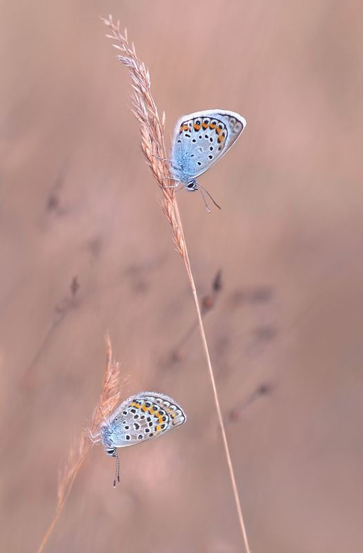 голубянки. Летний вечер.photo preview