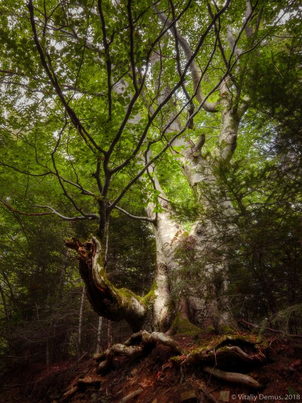 Старый бук. Карпаты.photo preview