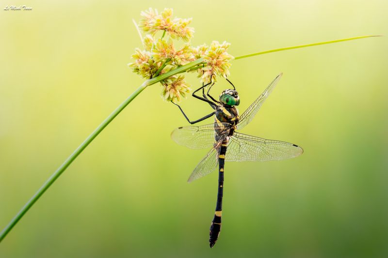 dragonfly Dragonflyphoto preview