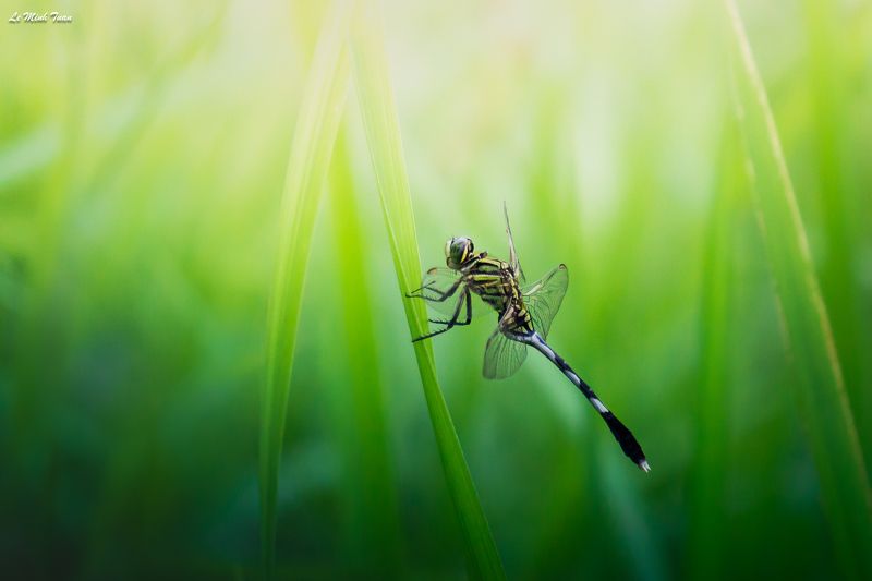 dragonfly Dragonflyphoto preview