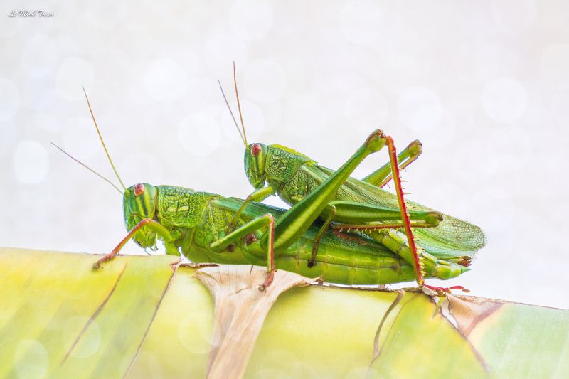 grasshoppers Grasshoppersphoto preview
