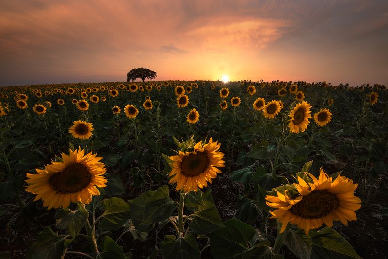 HugoSó, Hugo, Só, Sunflowers, Sunset, Alentejo, Portugal, Europe, Nikon. D810 SUNSHINEphoto preview
