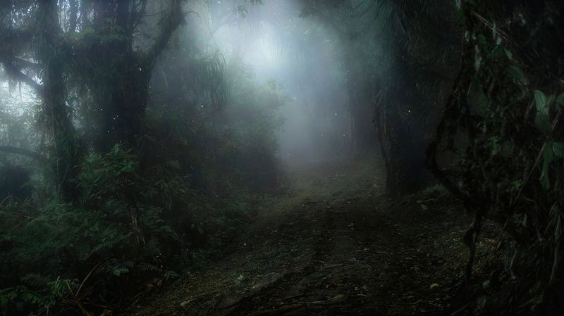 бали, индонезия, джунгли, туман, тропа Тропический райphoto preview