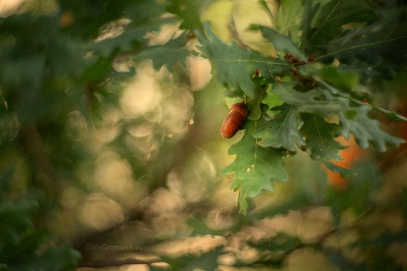 море, боке, натюрморт, дарья громова, фотография, фото, фотоарт, фотограф, закат, дуб, Жёлудьphoto preview