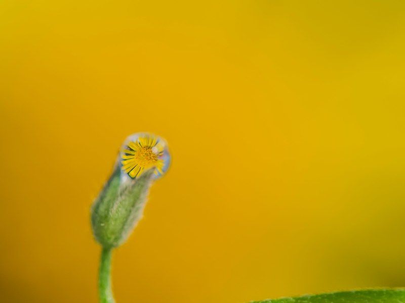 солнышко-ромашкаphoto preview