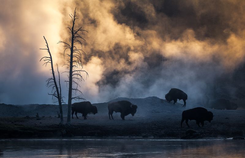 Yellowstone Living Landscapephoto preview