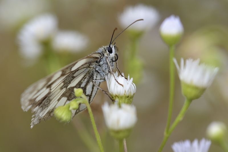 птицы birds бабочкаphoto preview