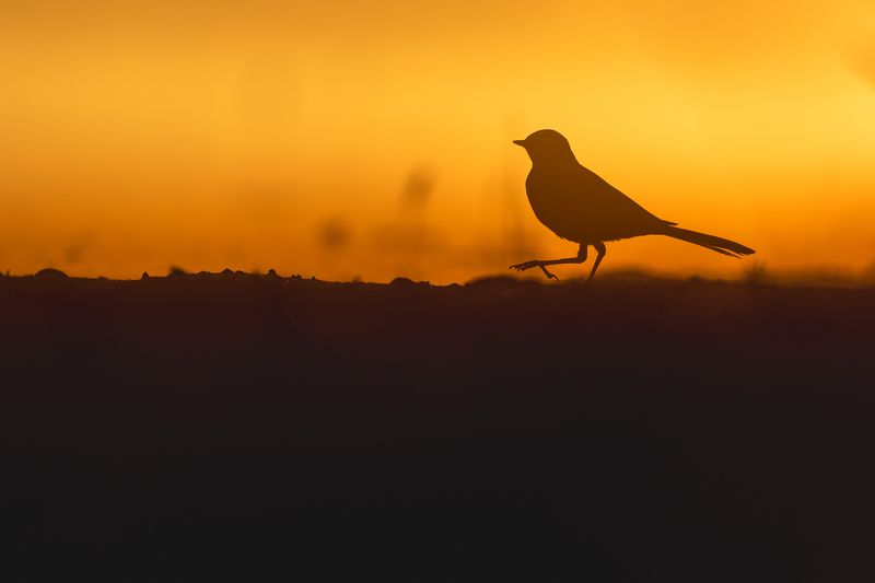 Walking on swamp фото превью