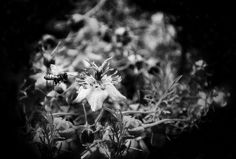 honey fly Honey flyphoto preview