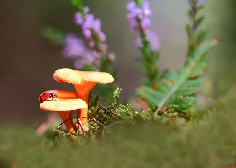 Лес,осень,грибы,Насекомые,мох. Первый день осени.photo preview