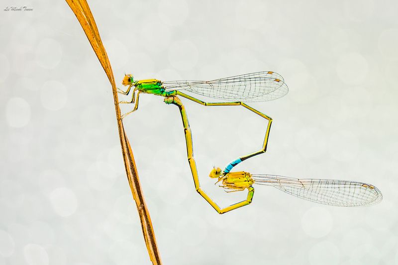 damselflies Matingphoto preview