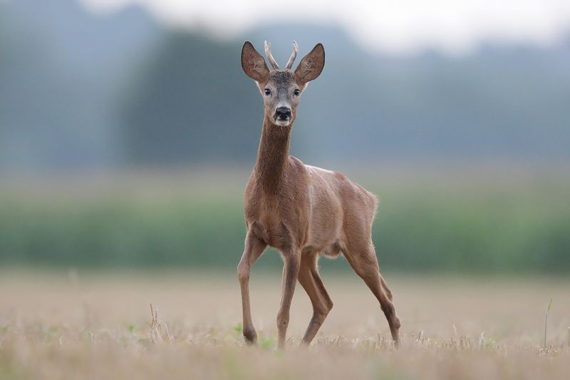 red deer, deer, wildlife Roe deerphoto preview