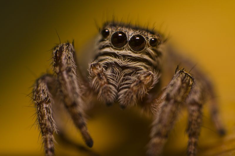 макро, паук, паук-скакун, природа ****photo preview