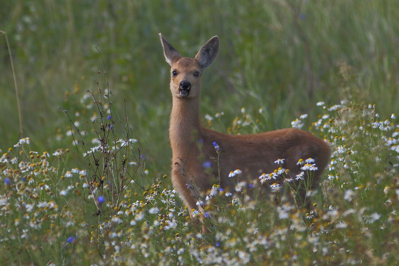 аппетитные ромашкиphoto preview