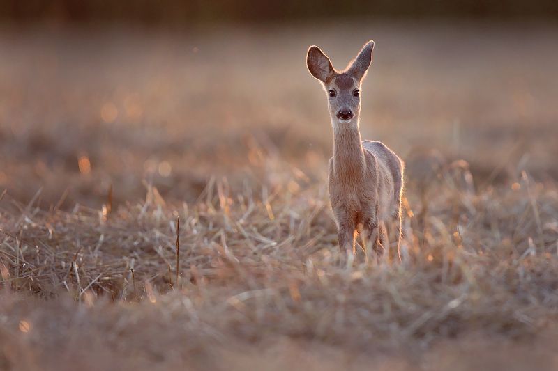 red deer, deer, wildlife Roe deerphoto preview