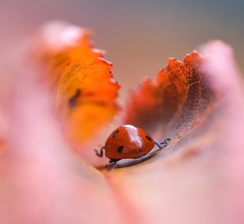 Шухерphoto preview