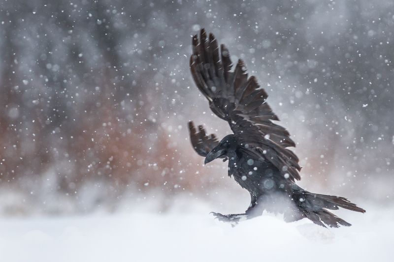 raven, wildlife, snow, winter, Ravenphoto preview