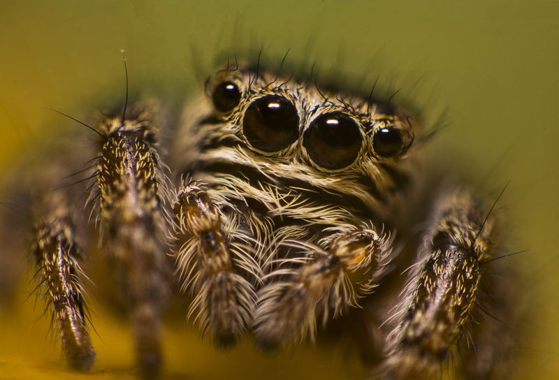 паук, макро, природа, глаза, взгляд, портрет Взглядphoto preview