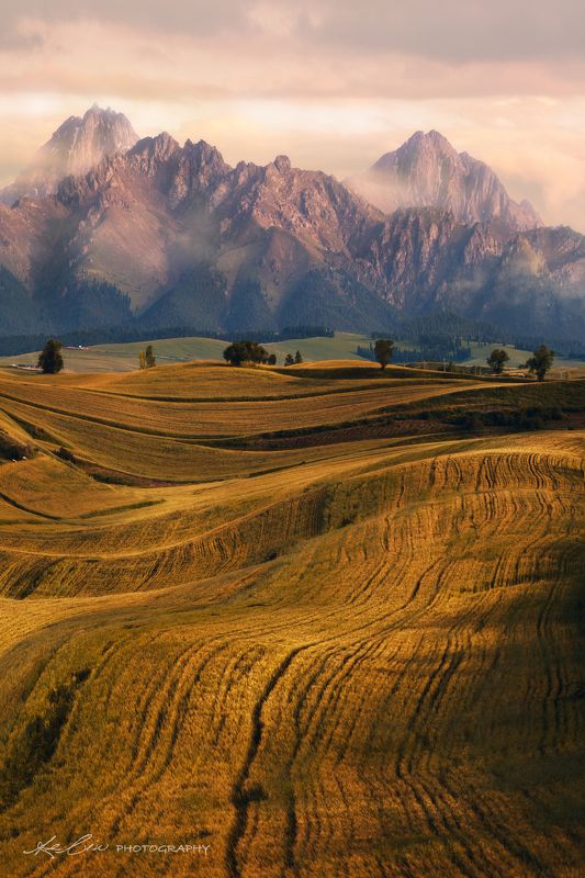 Autumn Wheat Fieldphoto preview