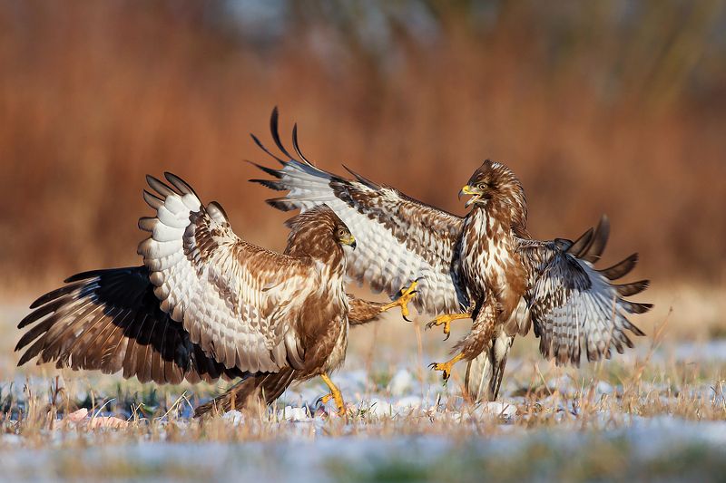 buzzard, wildlife, birds, poland, hawk photo preview