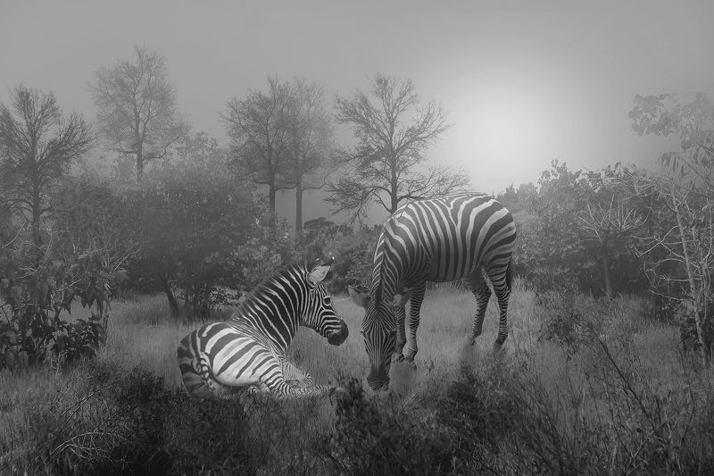 Zebrasphoto preview