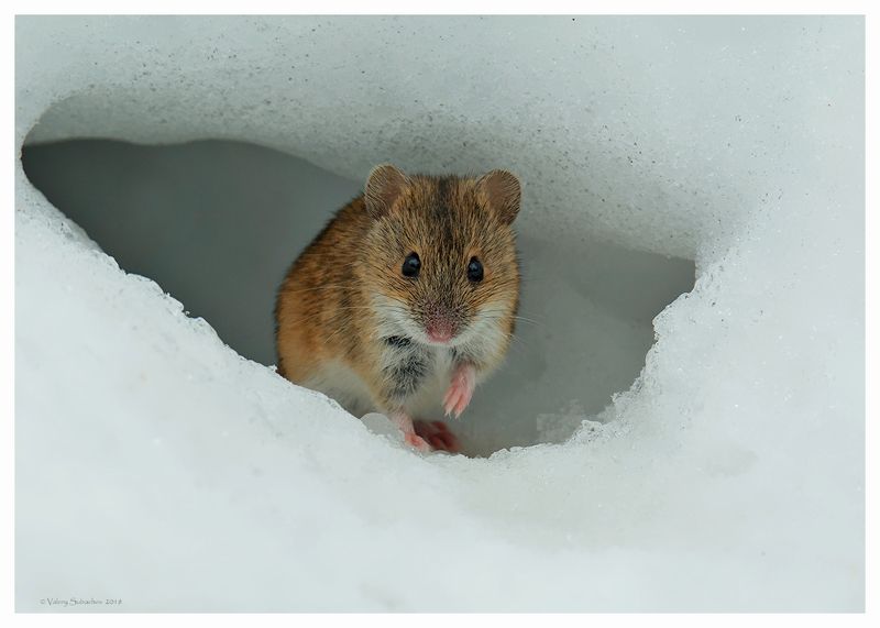 Скоро зима...photo preview