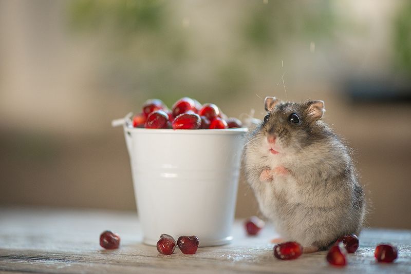 хомяк, гранат, животные любитель ягодкиphoto preview