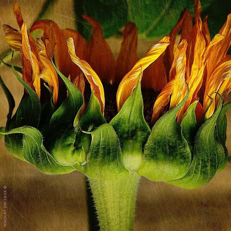 концептуальное burn. sunflower. Zvoz 2018photo preview