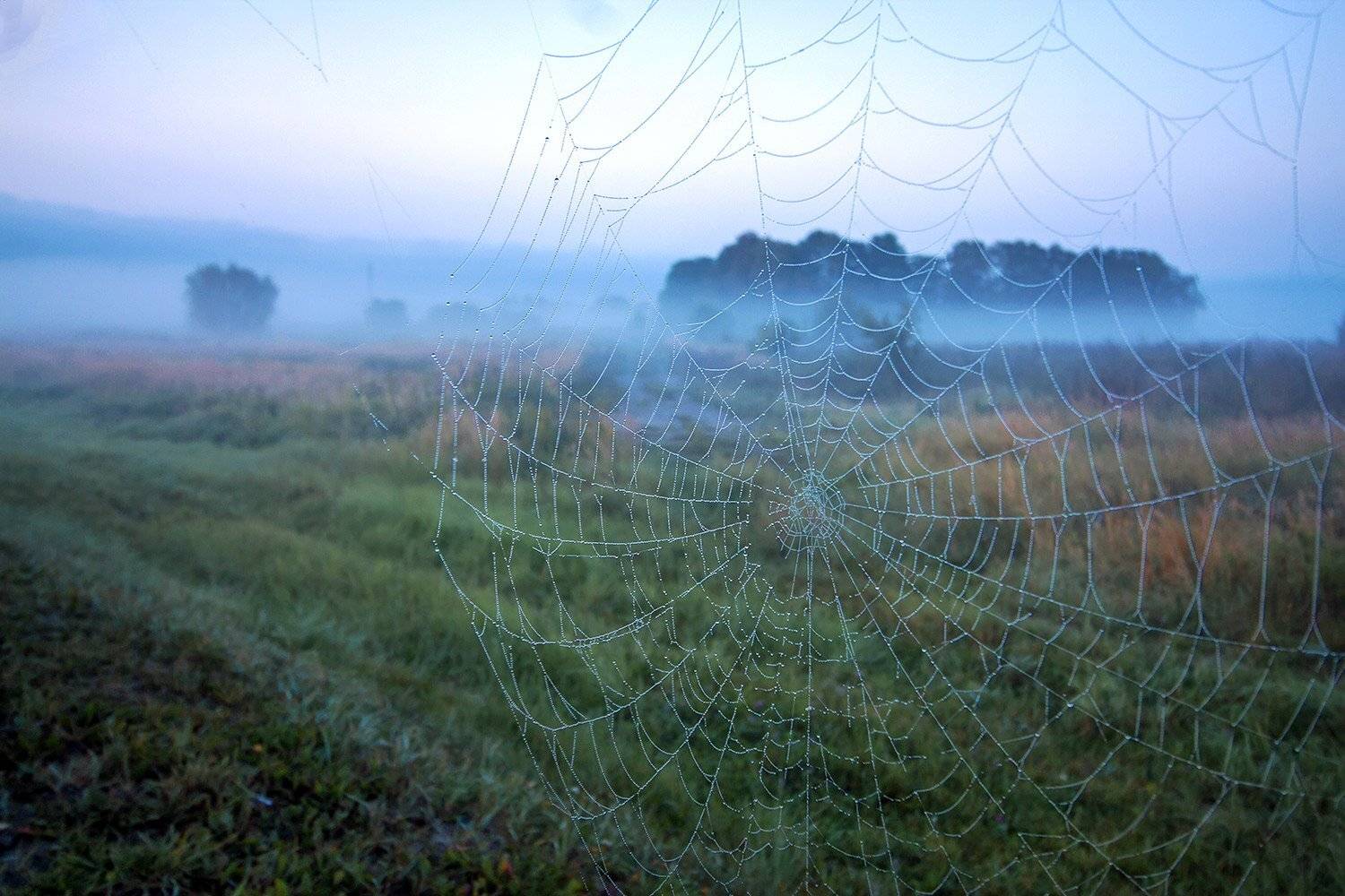 Паутина. Автор: Павел Дунюшкин , Павел Дунюшкин