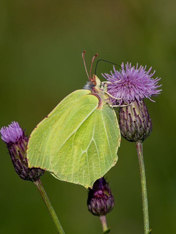 бабочки,осень,природа,коми,печора Вот и осень фото превью